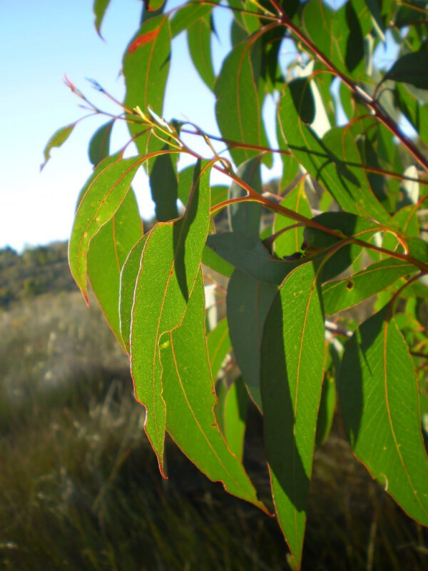 Eucalyptus