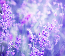 Lavender Essential Oil Lavender Essential Oil