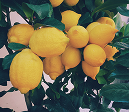 Lemon Essential Oil Lemon Essential Oil