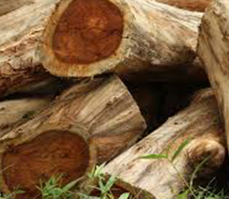 Rosewood Essential Oil Rosewood Essential Oil